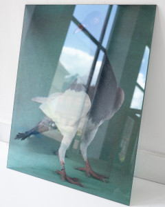 Kamila Kobierzyńska, It was a fancy Pigeon, 50x60 cm, druk UV, szkło