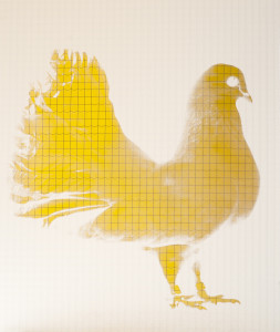 Kamila Kobierzyńska, It was a fancy Pigeon, 50x60 cm, druk UV, szkło zbrojone