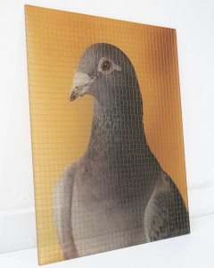Kamila Kobierzyńska, It was a fancy Pigeon