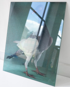 Kamila Kobierzyńska, It was a fancy Pigeon