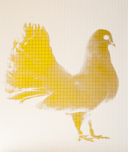 Kamila Kobierzyńska, It was a fancy Pigeon