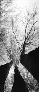 Nowacki, Buki