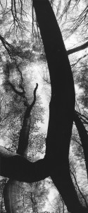 Nowacki, Buki