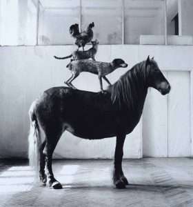 Fot. Katarzyna Kozyra, Piramida zwierząt w pracowni ASP, 1993